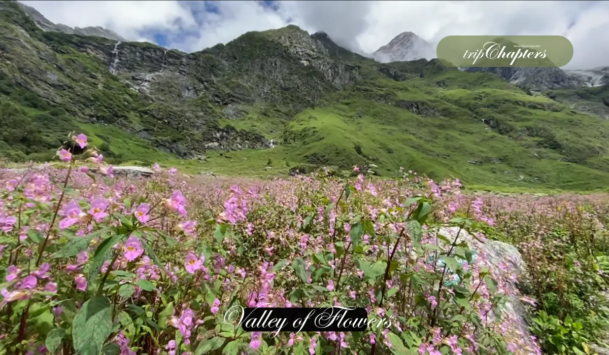 Monsoon blooms of pink flowers in Valley of Flowers