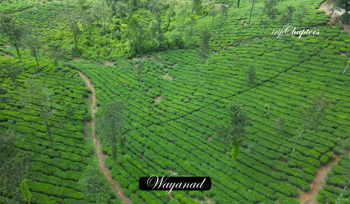 Wayanad vibrant green tea plantations